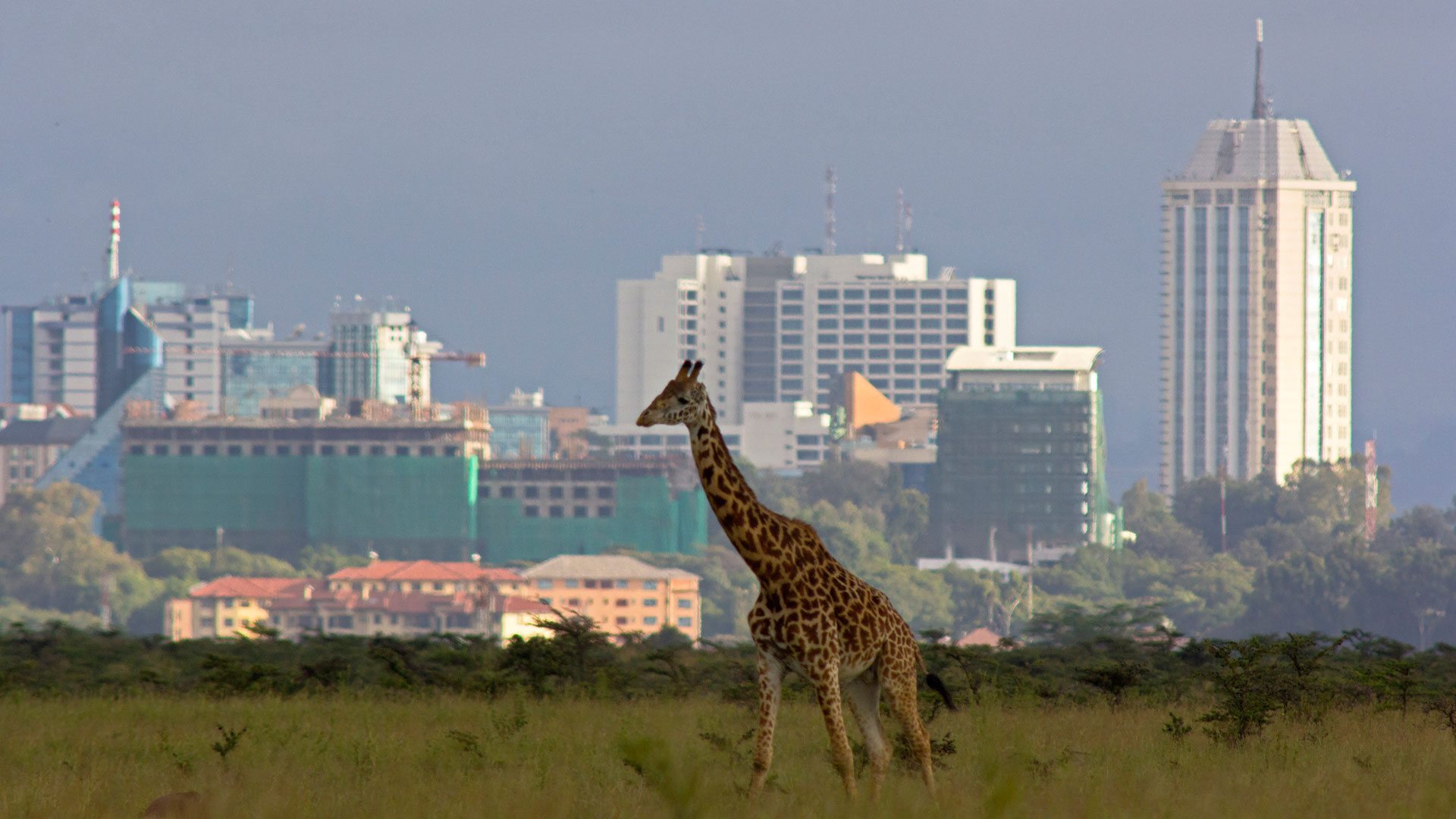 The Nairobi skyline with a giraffe in the foreground, symbolizing Royal Luxury Jet's connection to Africa