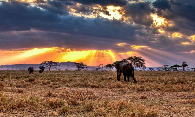 Serengeti plains